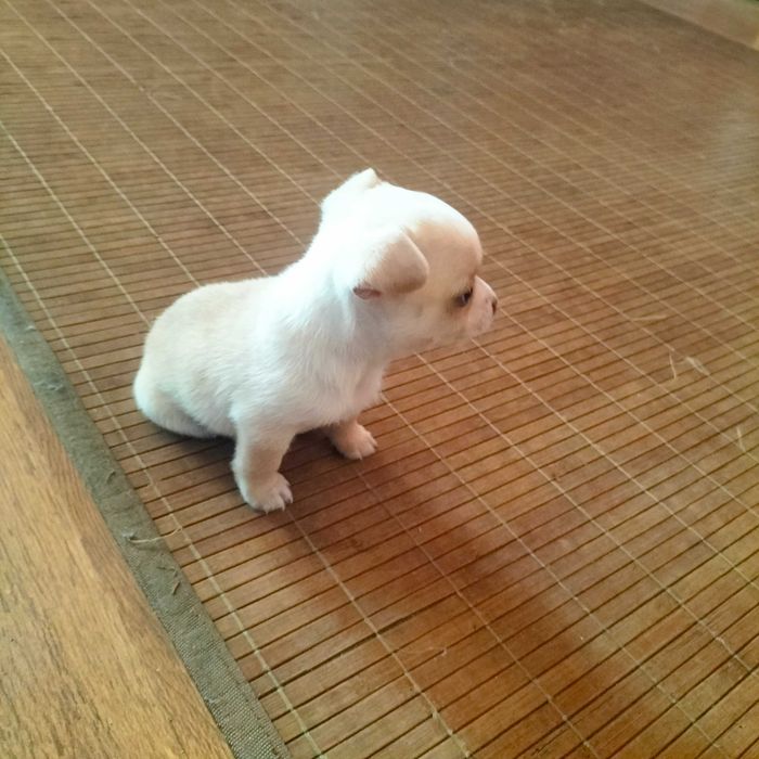 Chihuahua mini macho