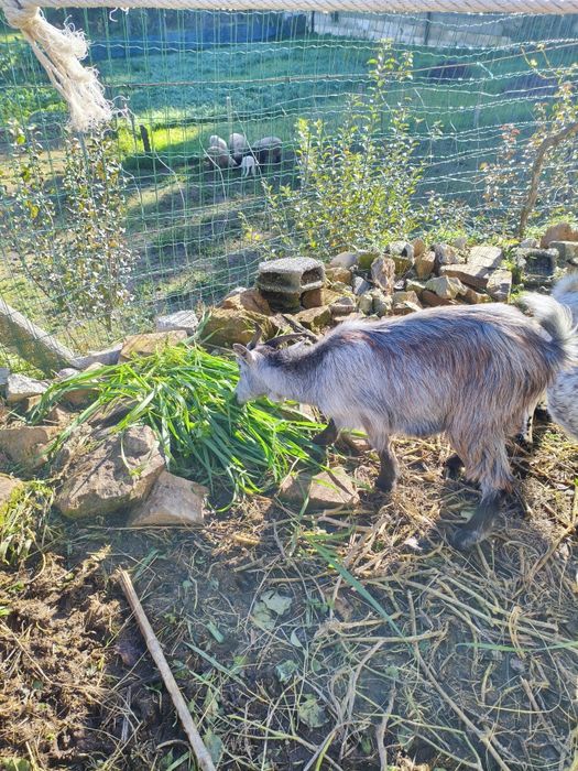 Vendo cabras prenhas