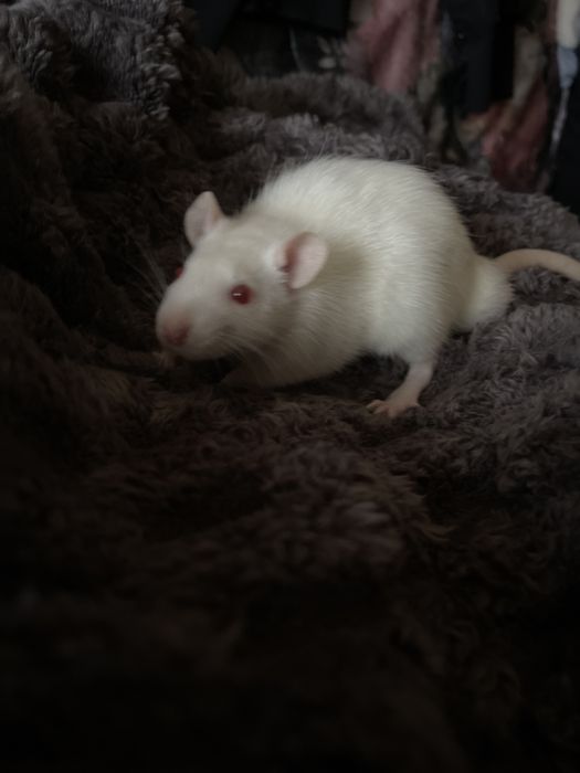 Пацючки в добрі руки