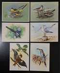 6 Postais de aves