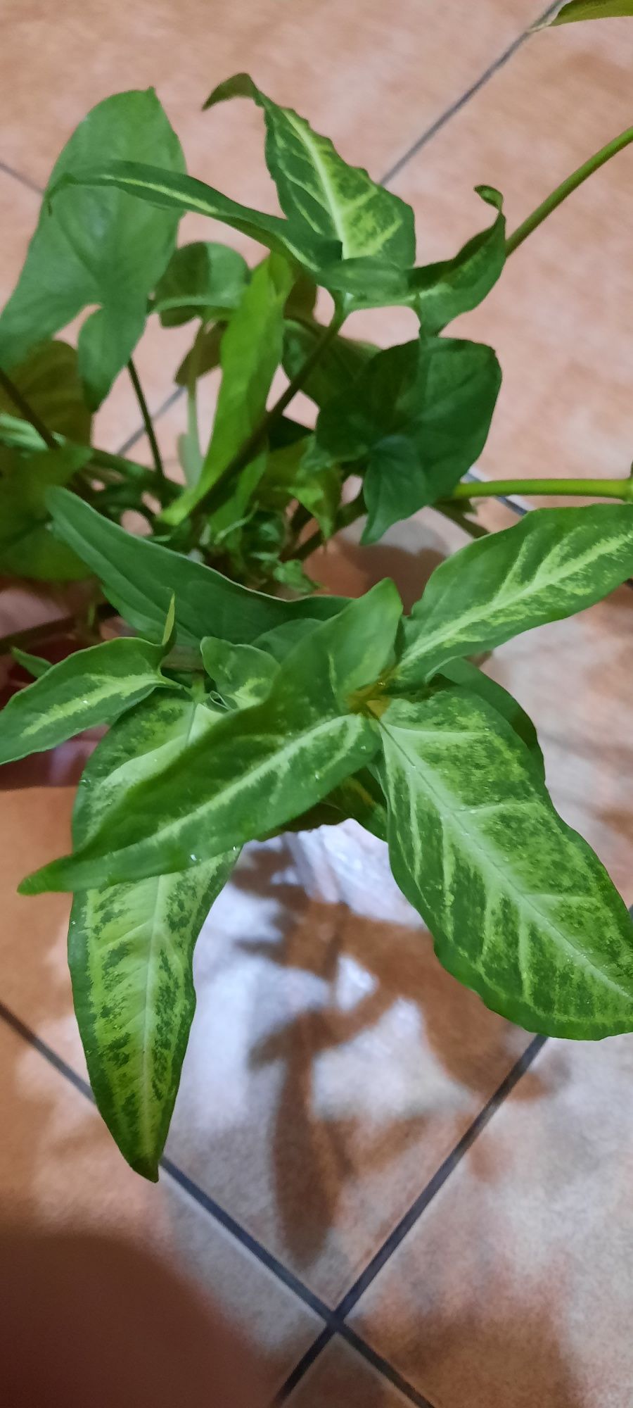 Syngonium cięte sadzonki