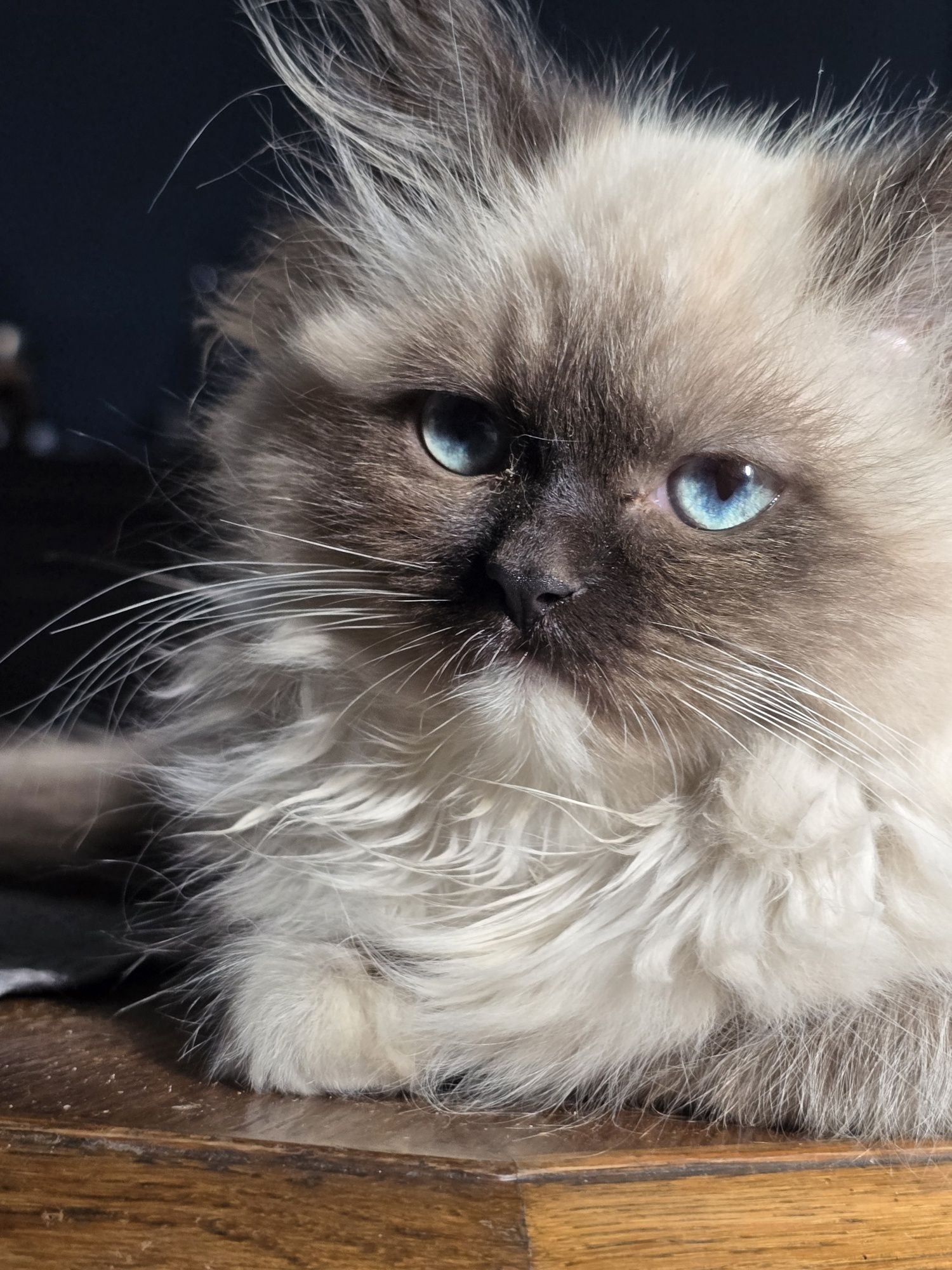 Ragdoll kot 3 msc