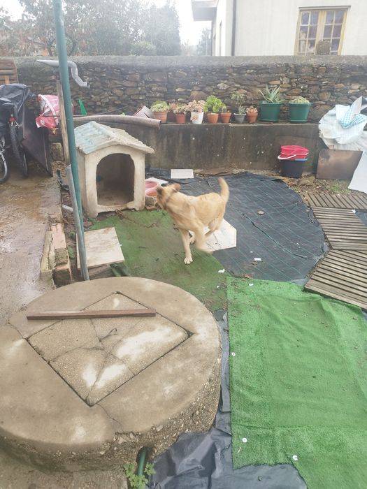 Urgente cadela para ad