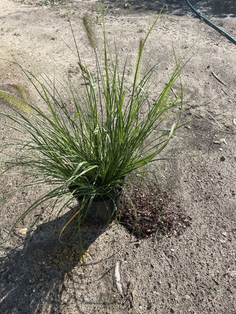 Sprzedam Trawa Rozplenica Japońska Hameln 60-80cm Donica3l