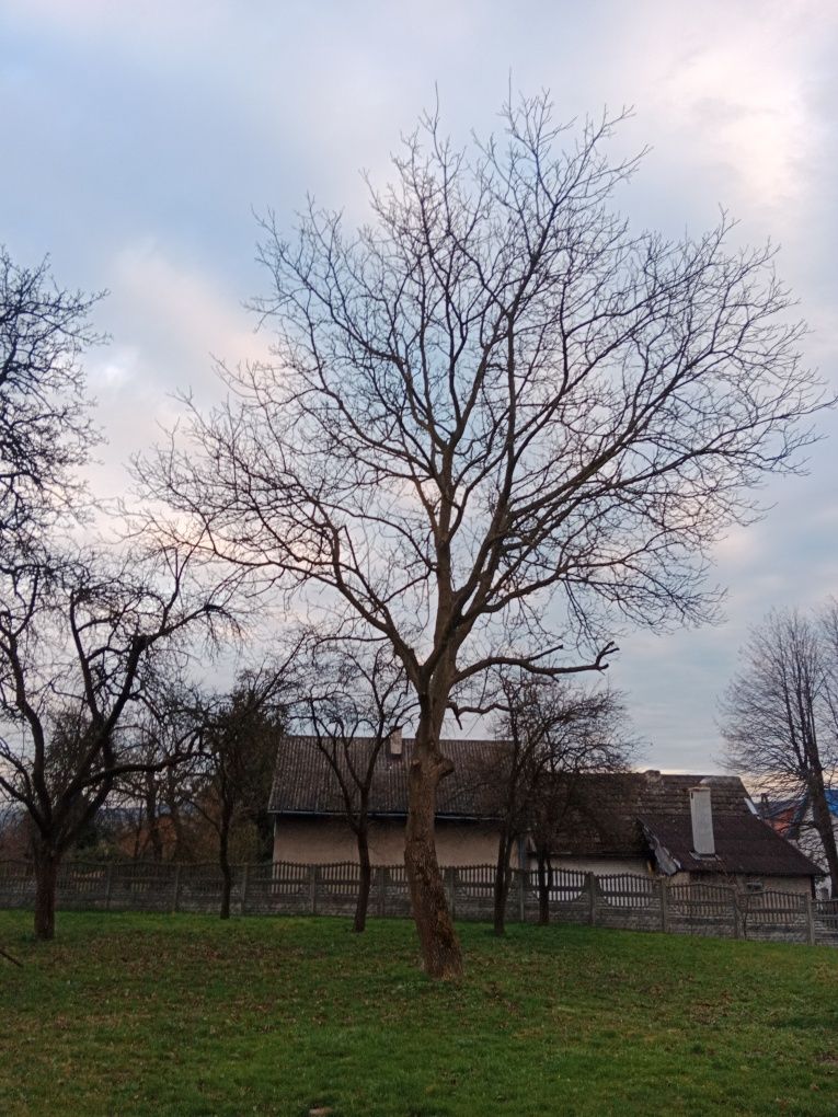 Sprzedam ładne drzewo orzech 40lat