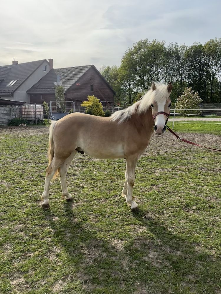 Ogierek rasy haflinger