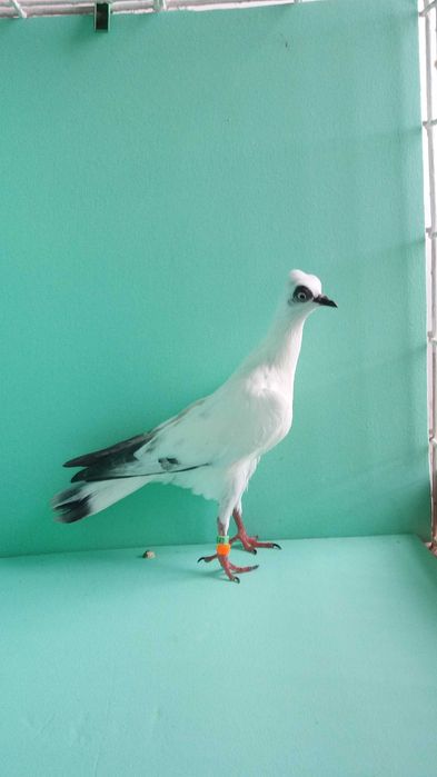 Gołębie ozdobne wiedeński, wiedeńskie lotne