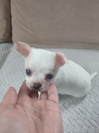 Chihuahua szczeniak