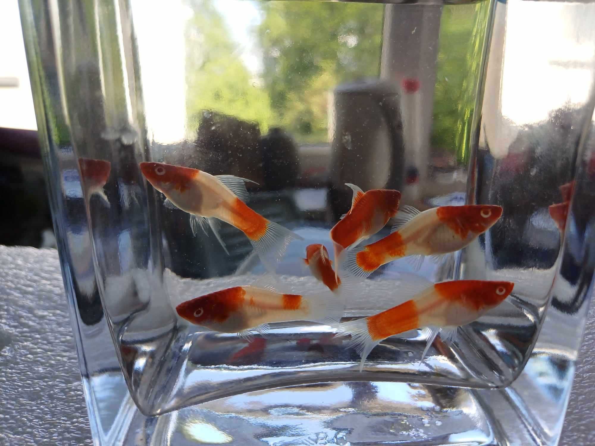 Mieczyk KOI albino