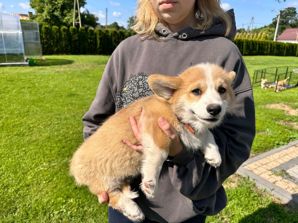 Welsh Corgi Pembroke  ZKwP
