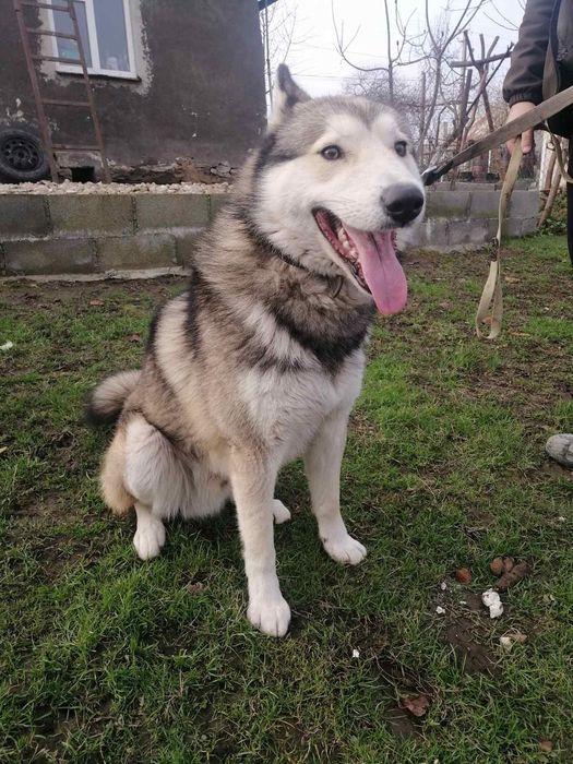 Собака у добрі руки