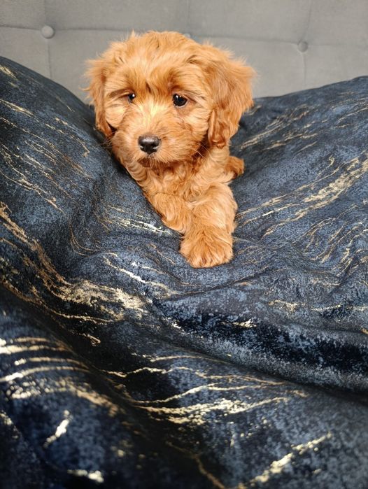 ***Suczka CAVAPOO ***