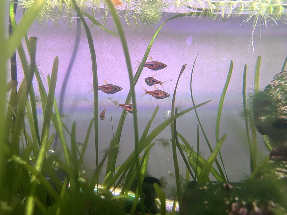 Cardume Espei Rasbora