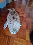 Foca peluche 18 cm