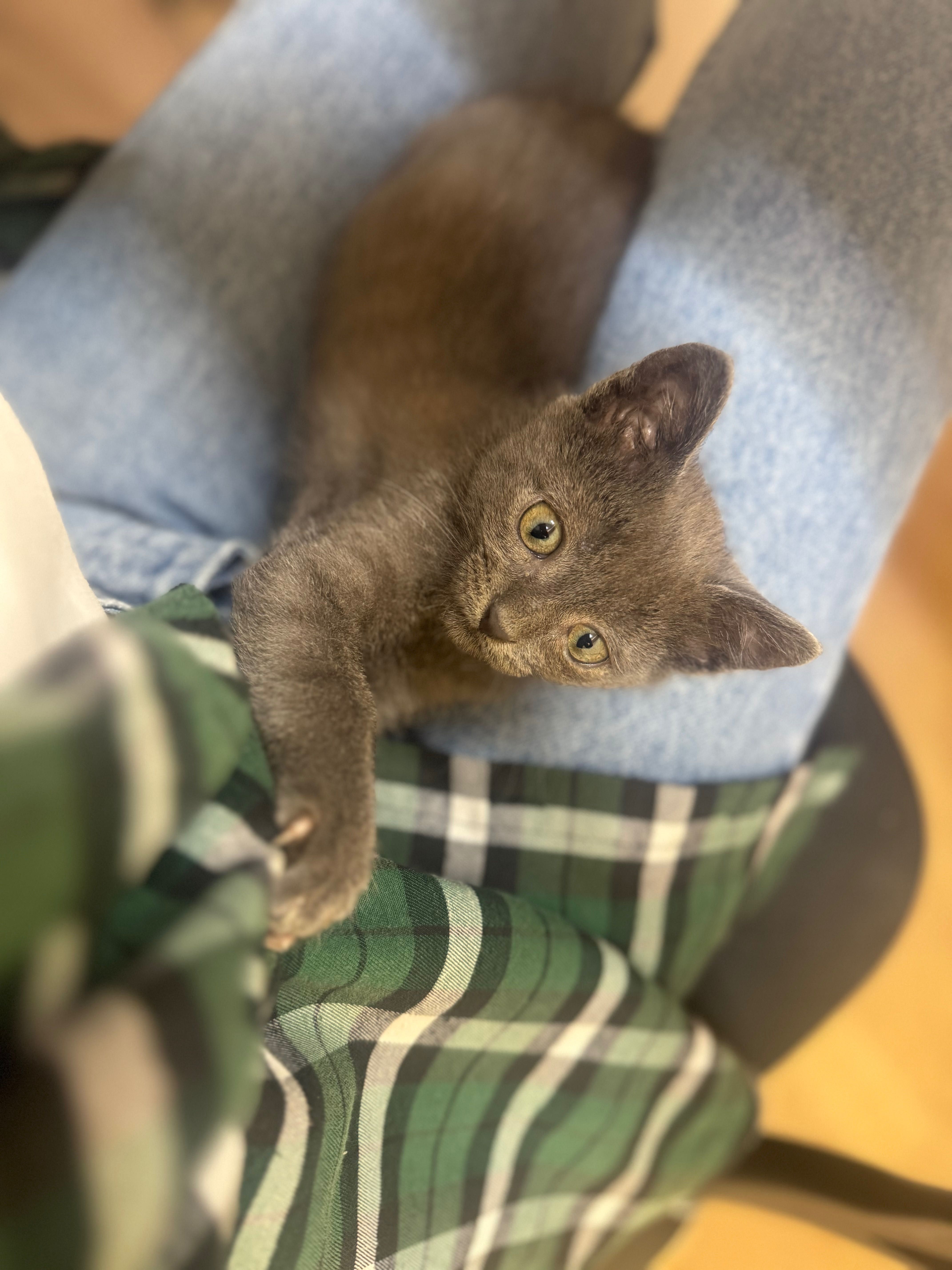 Шукаємо дім для котика!