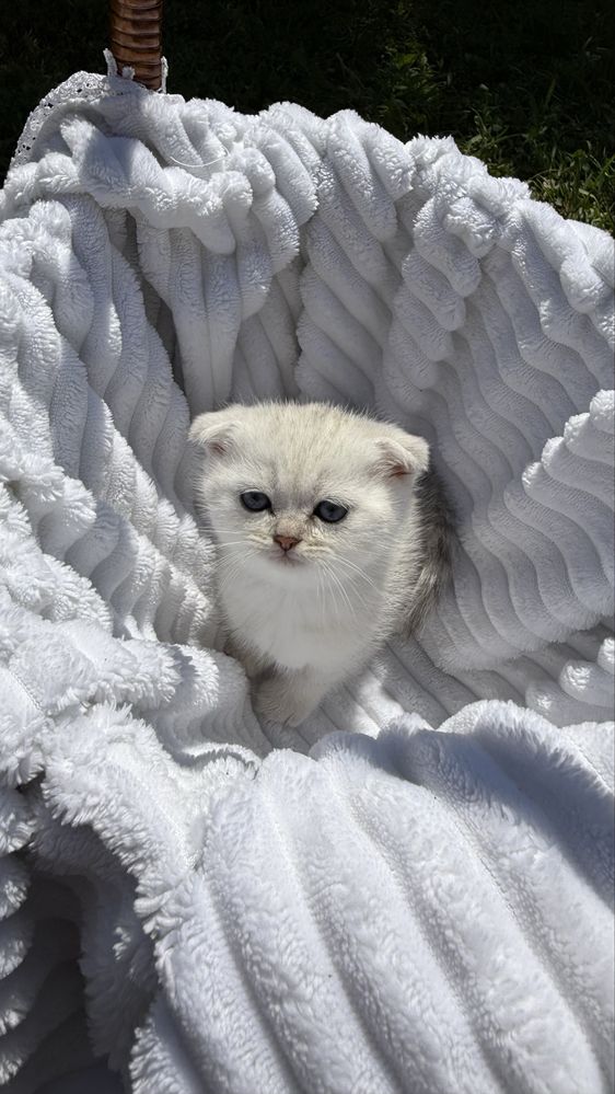 Шотландские котята