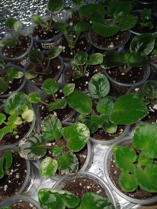 АКЦІЯ! Дітки сортових Фіалок від 25 грн. Свіжий зріз 10 грн.