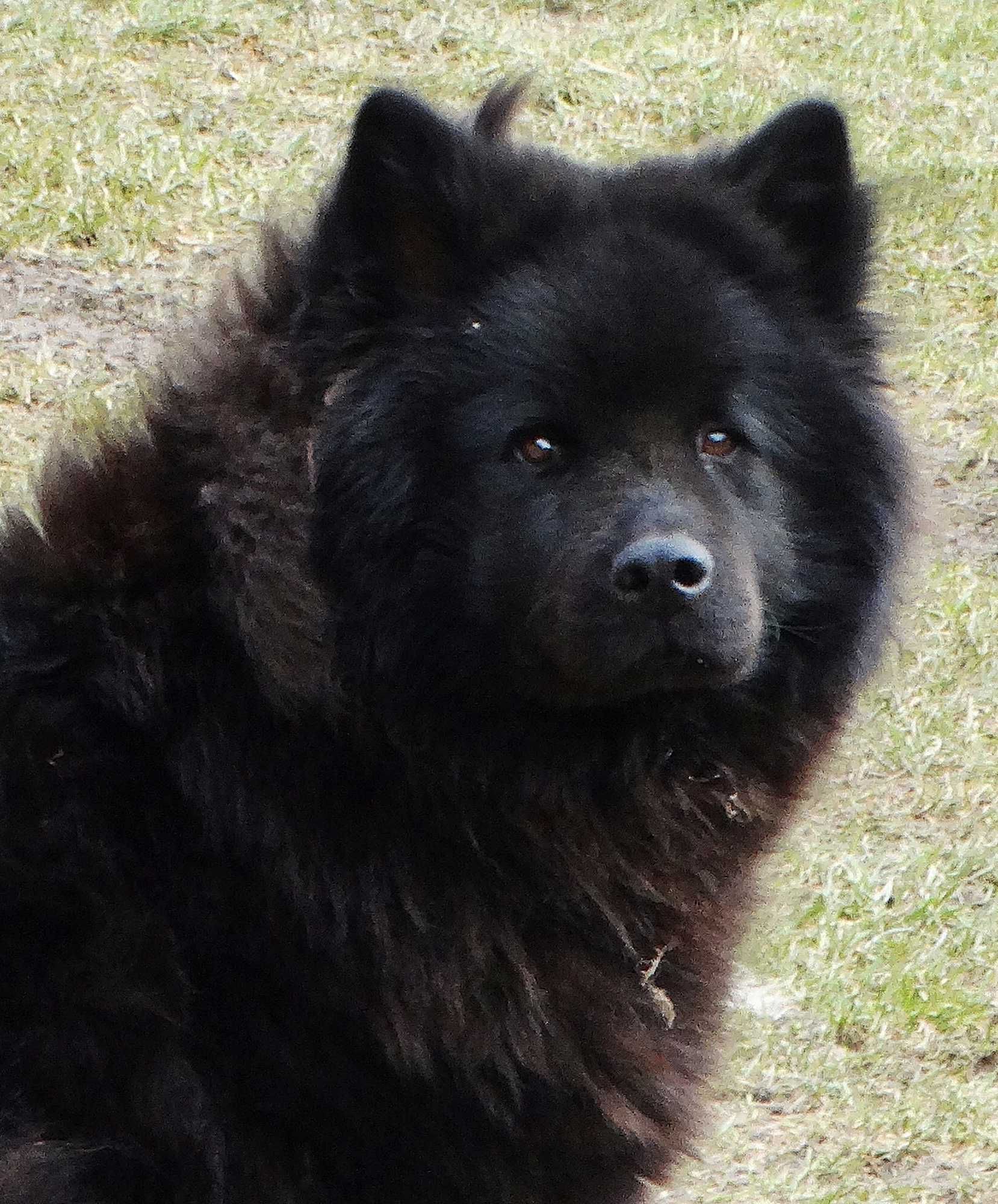 Eurasier - plany hodowlane na 2025