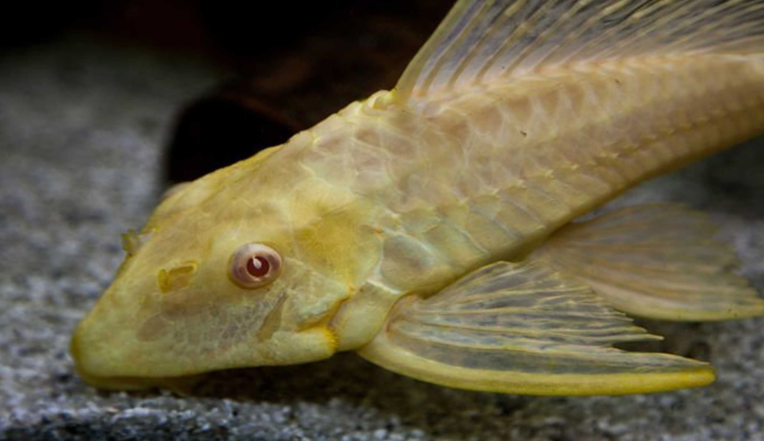 Glonojad plekostomus ALBINOS - Hypostomus plecostomus - dowóz, wysyłka