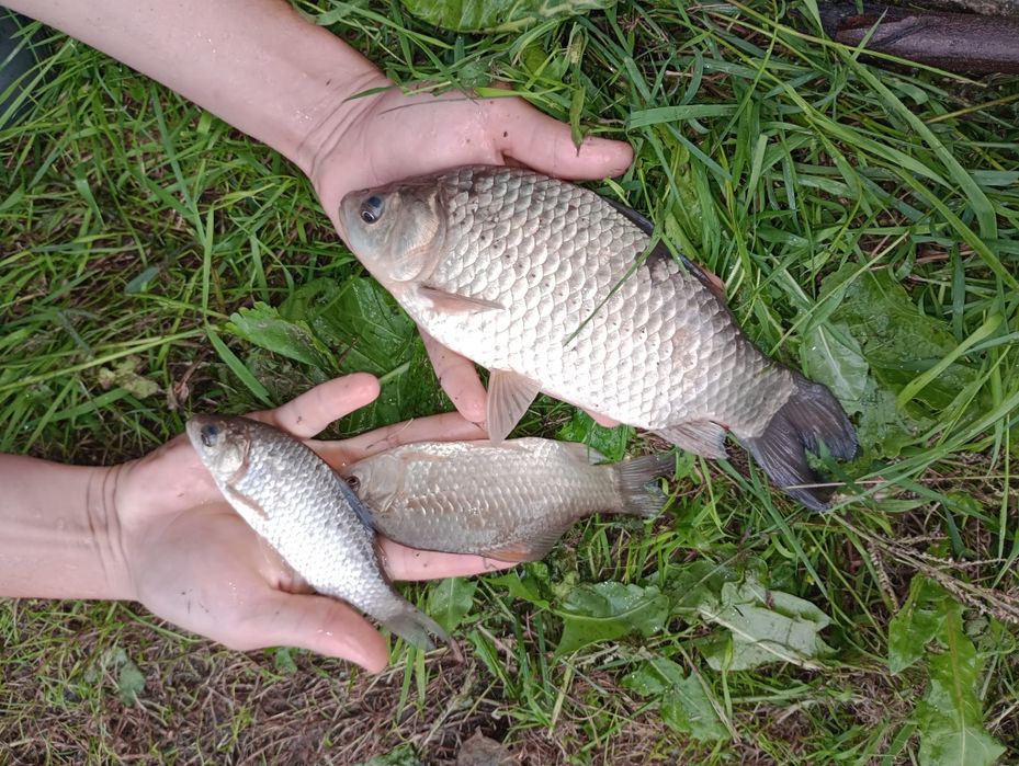 Żywiec karaś srebrzysty