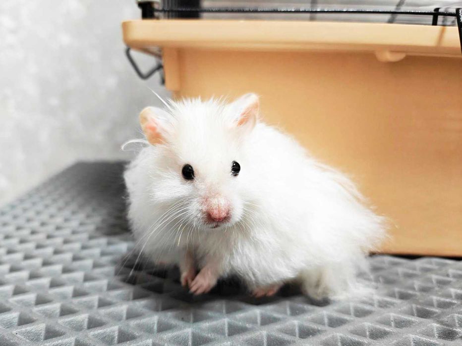 Роскошные королевские ангорские хомячки, белоснежного окраса, хомяки