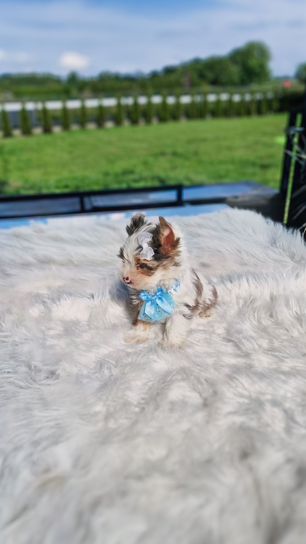 *EGZOTYCZNY mini* Blueberry z  2 NIEBIESKIE oczy! Yorkshire Terrier