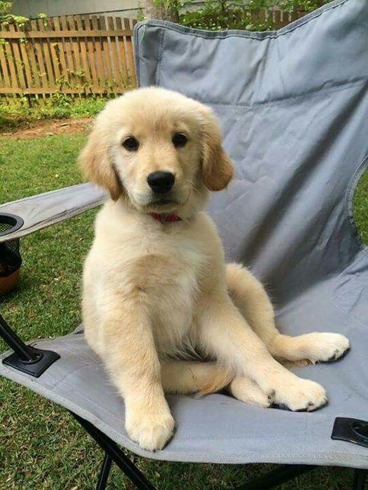 Красуні дівчатка, порода Ґолден ретриверз документами КСУ.