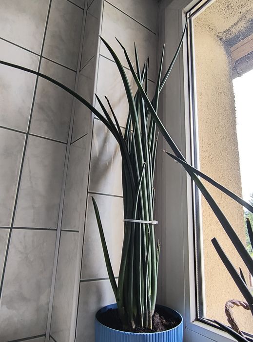 Kwiat sanseweria cylindeyczna