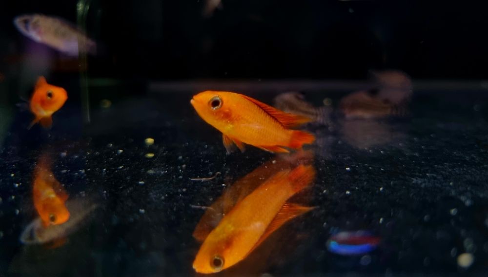 Apistogramma agassizii super fire red (pielęgniczka)
