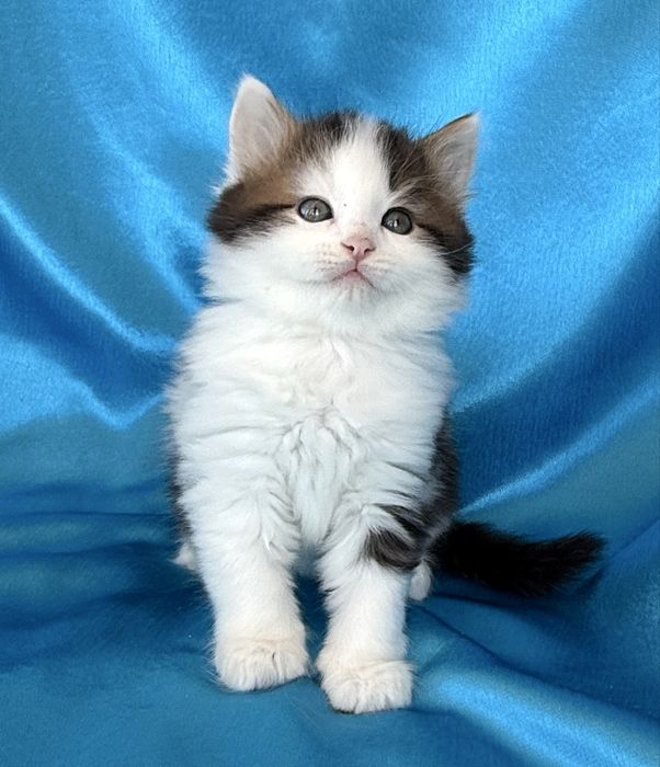 Kocurek syberyjski Davidoff