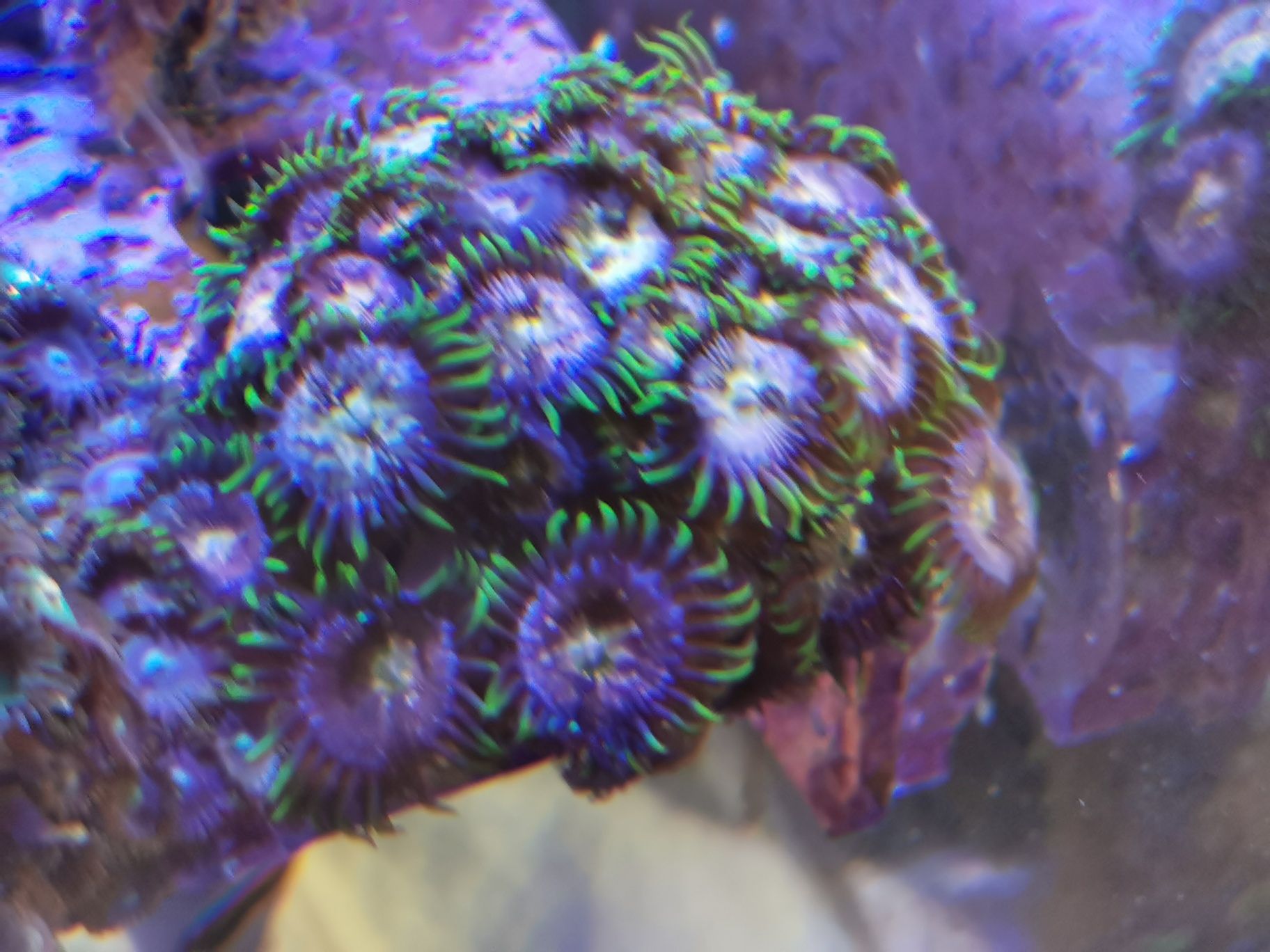 ZOA, zoanthusy, akwarium morskie