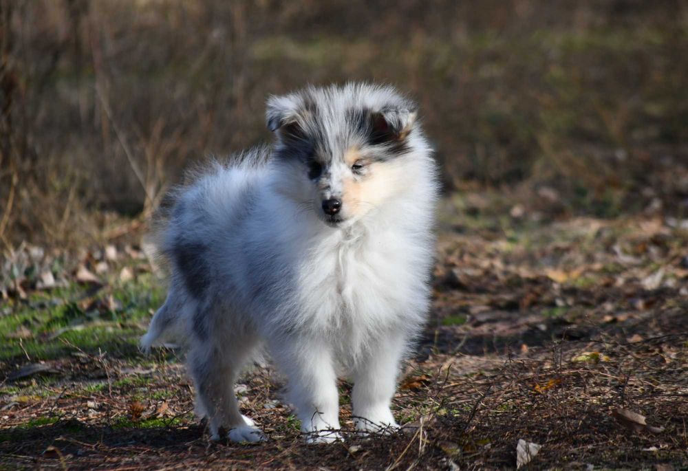 Хлопчик коллі мрамор