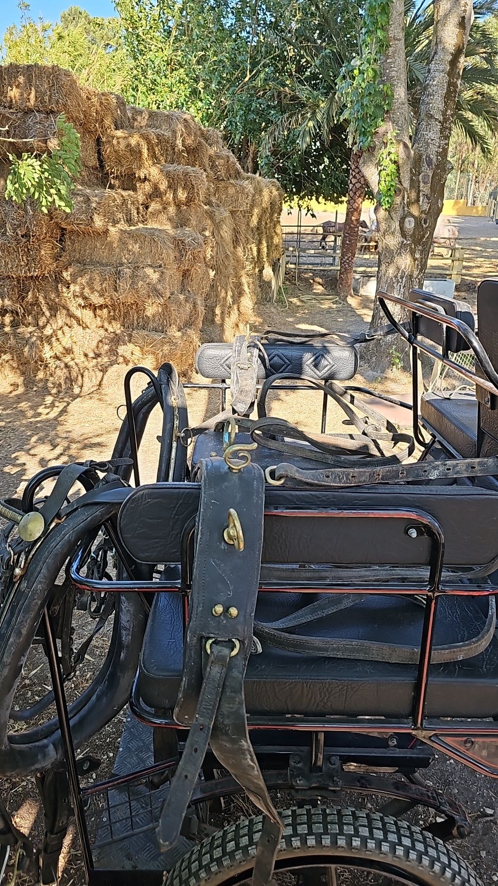 Maratonas para cavalos