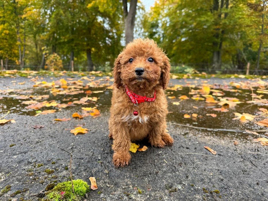 pudel miniaturowy suczka red