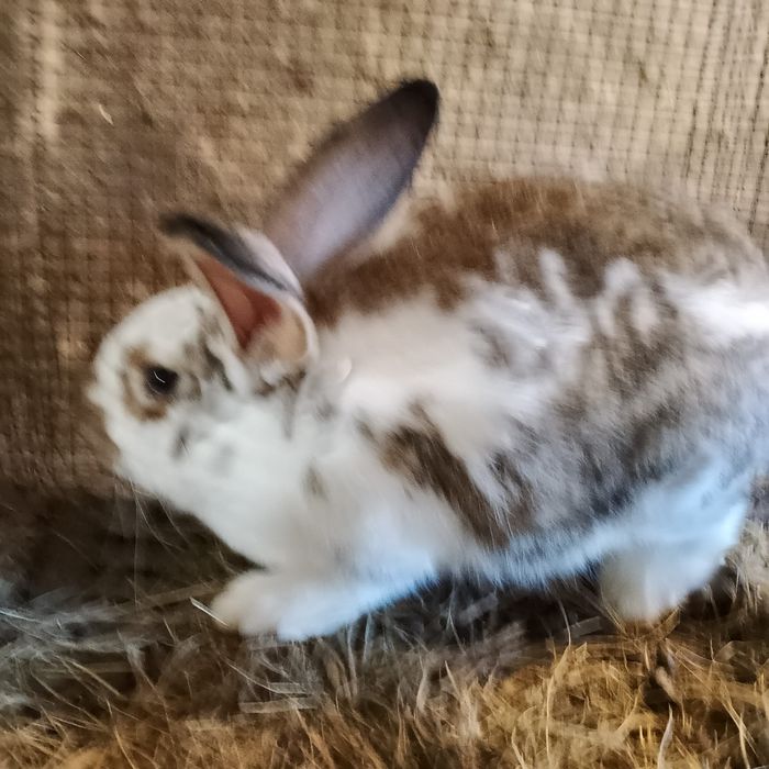 Кролики, кролі домашні мішаних порід, кітна самиця