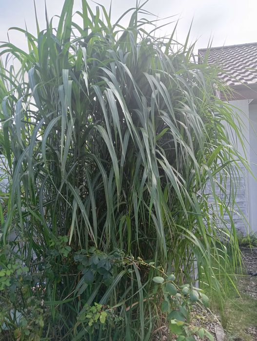 Miskant olbrzymi kłącza trawa ozdobna, żywopłot 1 szt. mrozoodporność