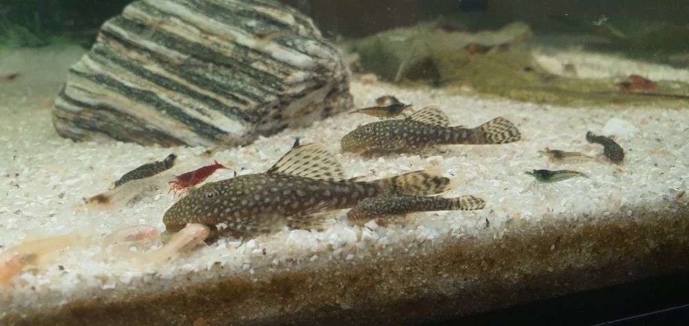 Nie aktualne Zbrojnik glonojad czarny ok.4 cm młode