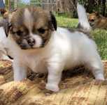 Chihuahua Piesek Długowłosy ZKwP