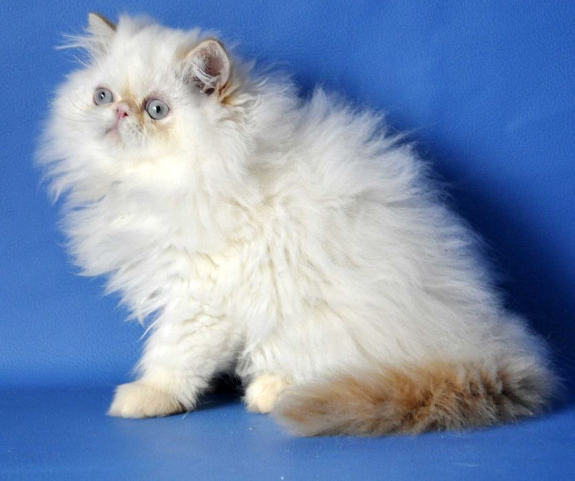 Персидский мальчик