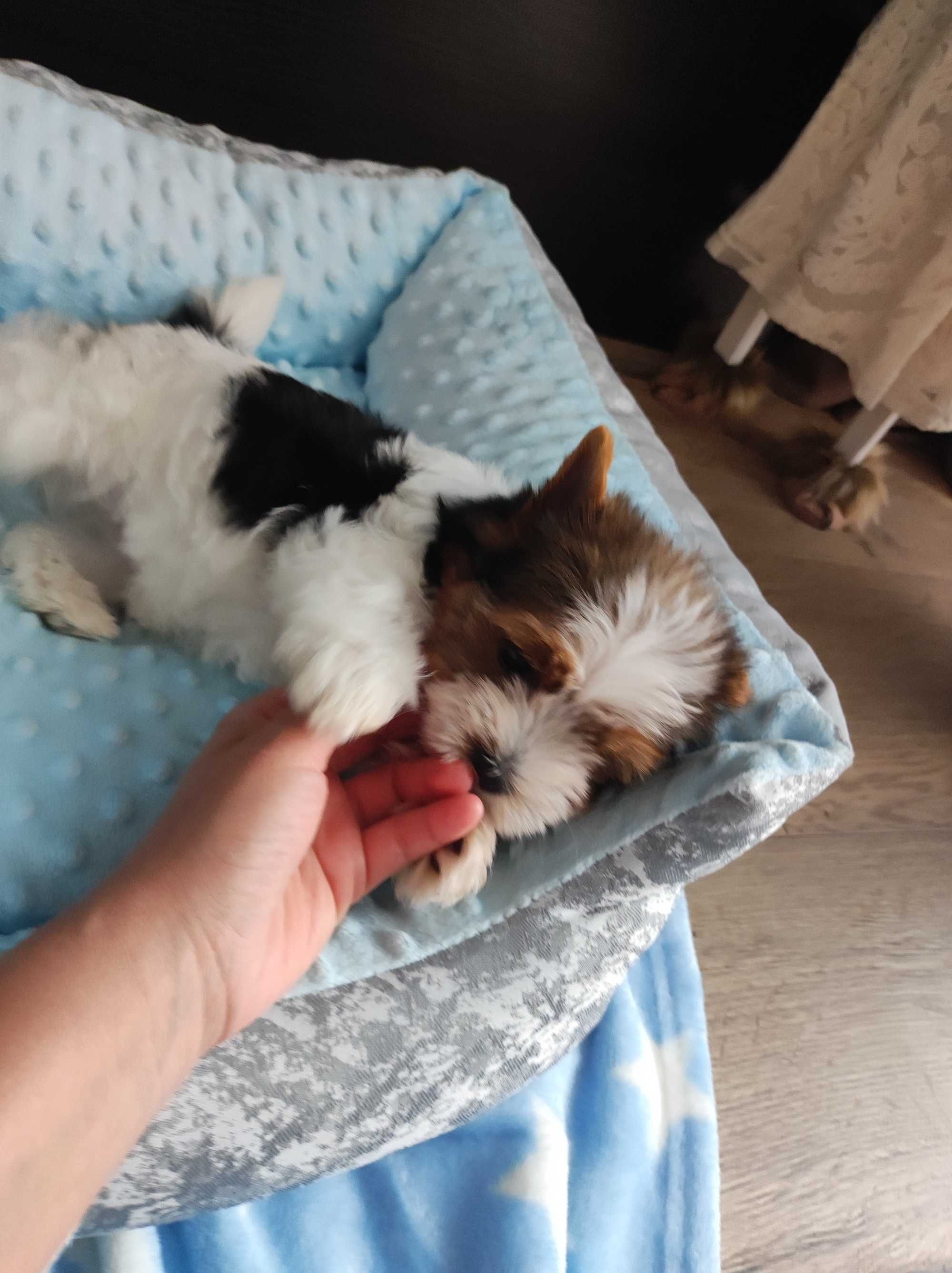 Yorkshire terrier