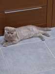 Scottish  fold macho  lilás