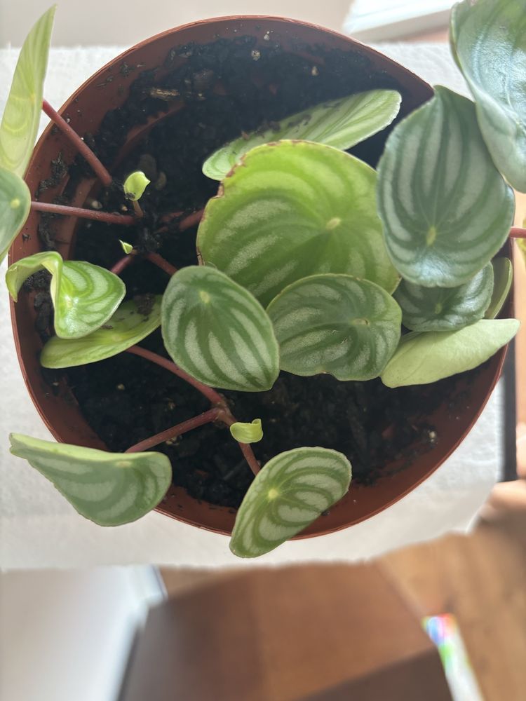 Peperomia argyreia