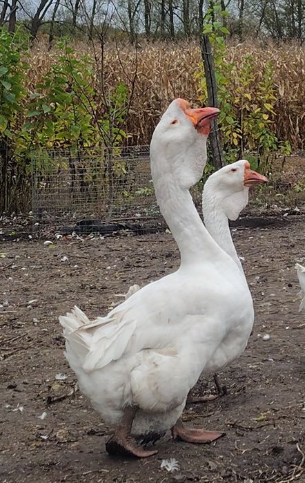 Продам гуси холмогори