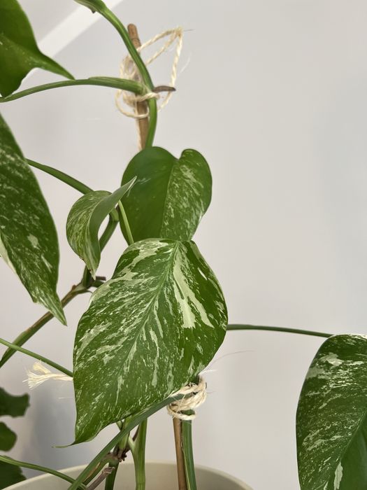 Monstera variegata wybarwiona, 2 sadzonki