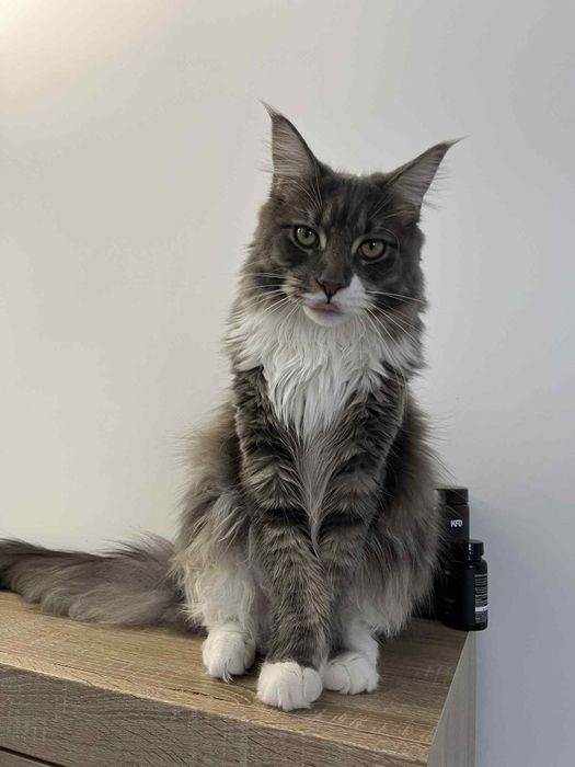 Kiara piękna Maine coon