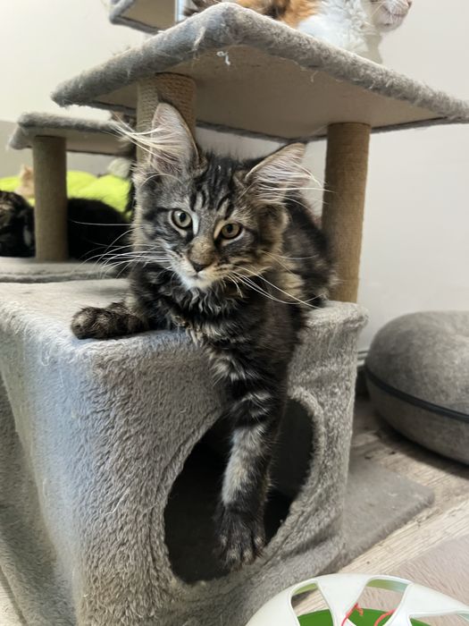 Kotka Maine Coon “GINNY” f22 FPL/FIFE – klasyczny czarny szylkret