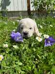 Golden Retriever FCI