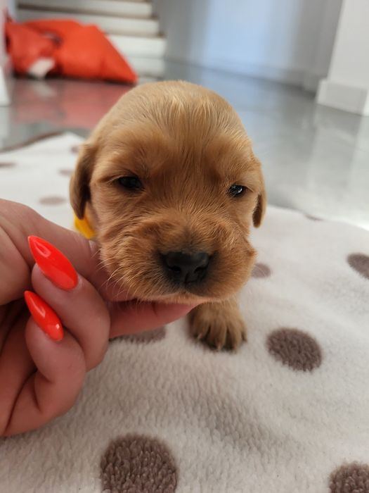 Piesek golden retriver w typie amerykańskim