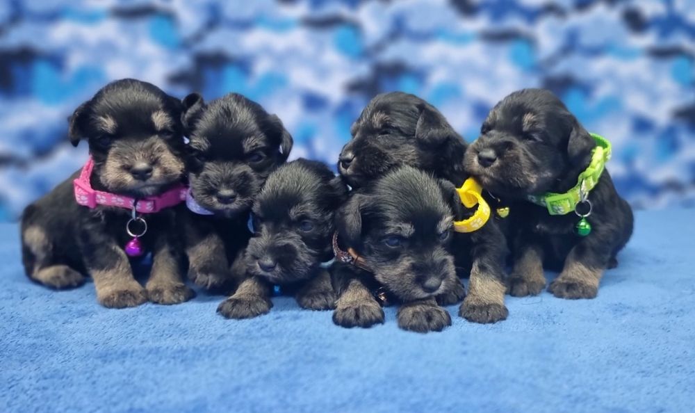 Цуценята цвергшнауцера