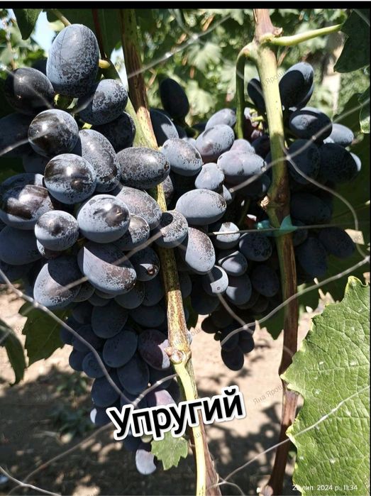 Саженцы винограда